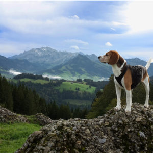 Kurs Microsoft Office 365 Microsoft Office 365 Outlook, Word, Excel, PP